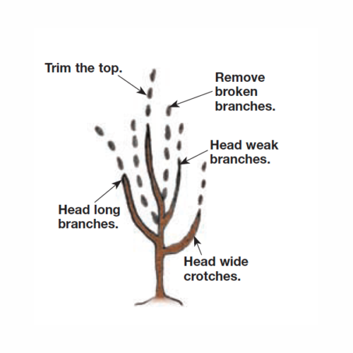 Two Ways to Prune New Fruit Trees - Fine Gardening