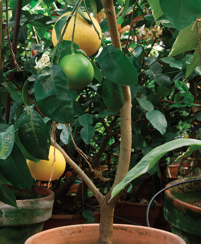 Citrus trees deals in pots