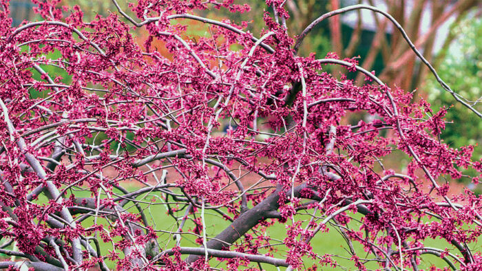 winter plants