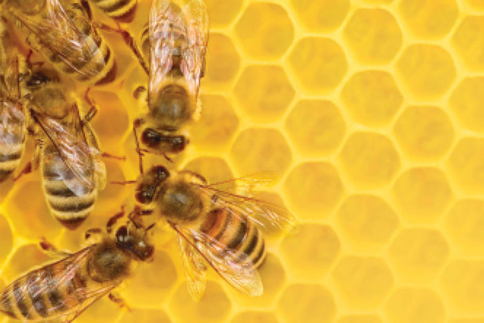 Five myths about bees: The truth about these remarkable insects, Stories