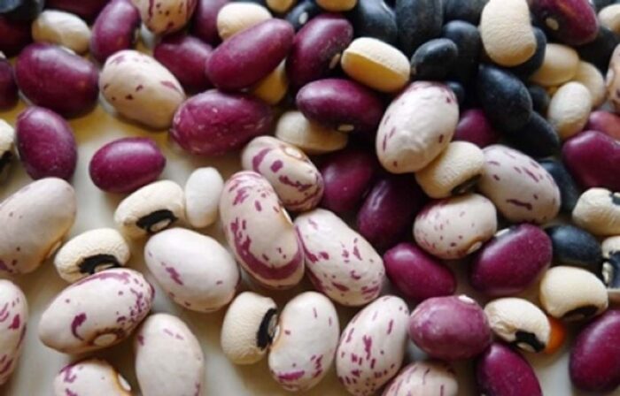 dry shelling beans