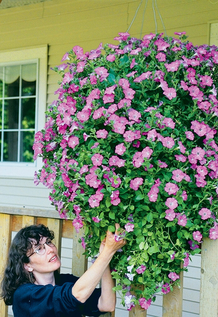 How to Make and Plant a Hanging Basket