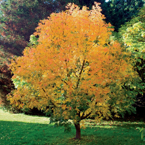 Fast-Growing Trees for Impatient Gardeners - Fine Gardening