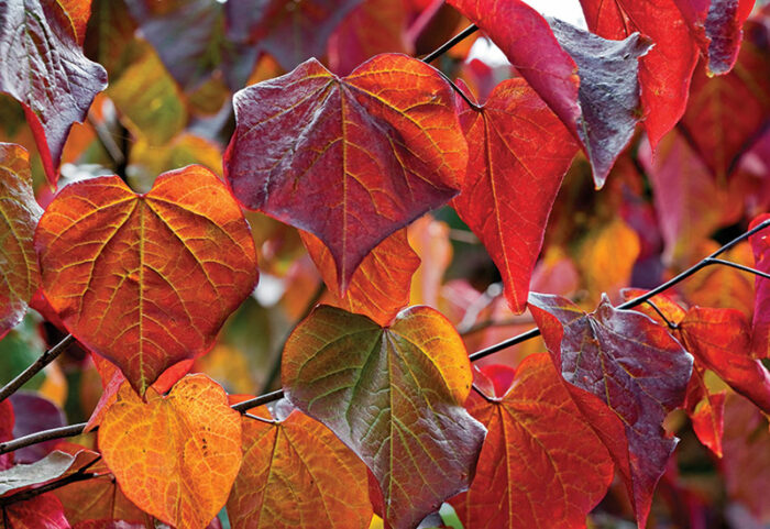 Colorful Fast Growing Tree Fast-Growing Trees for Impatient Gardeners - Fine Gardening