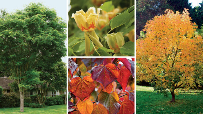 fast-growing trees