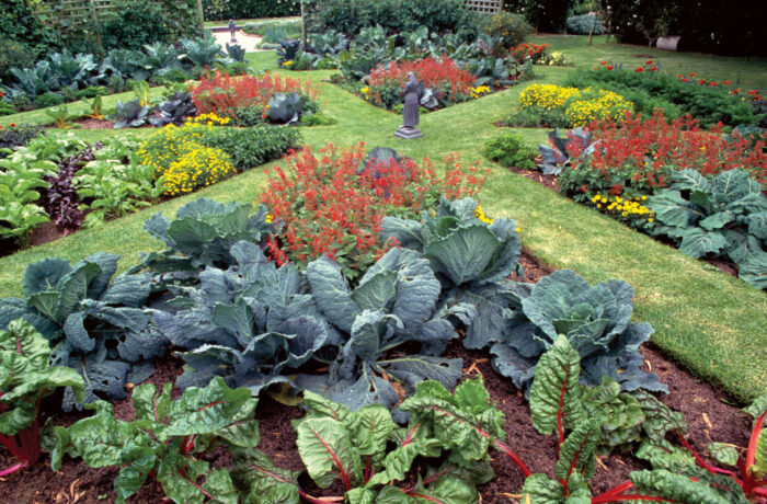 mixed plants in garden beds