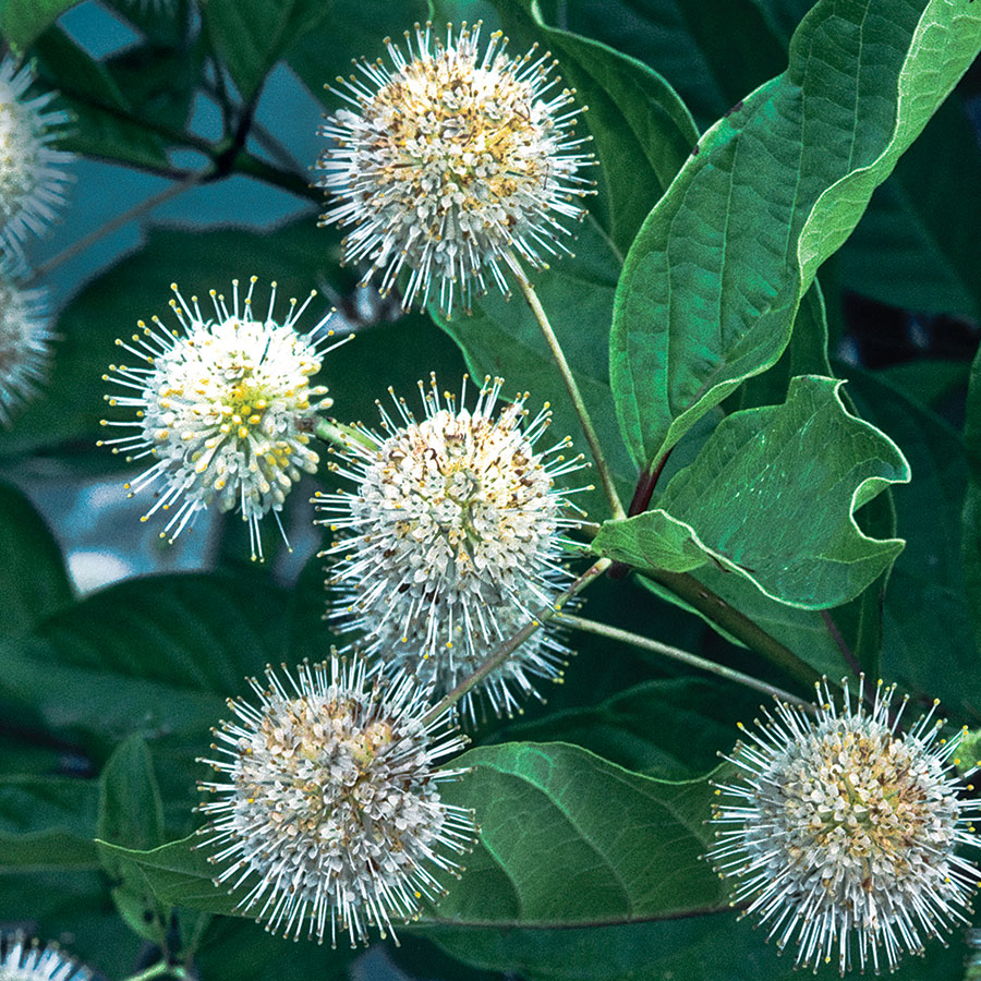 Chinese buttonbush