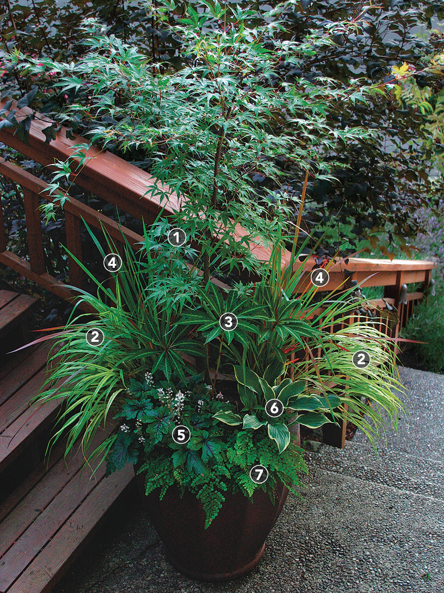 Spider Plant - 10 hanging basket – Shelley's Garden Center