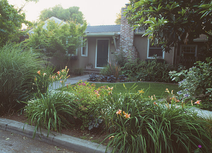 ornamental grasses in yard