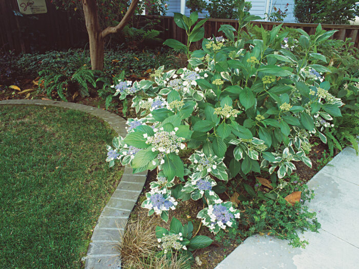 edged beds in front-yard walk