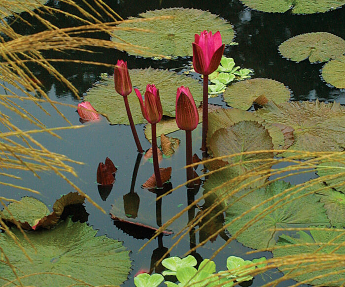 water garden with plants