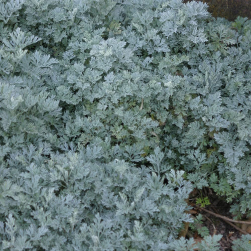 Powis Castle artemisia