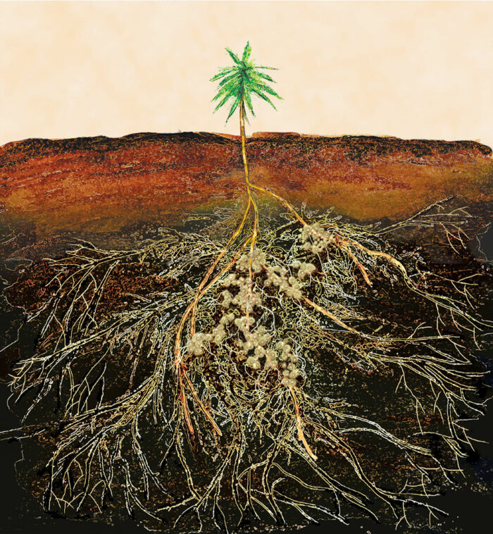 mycorrhizae help feed plant roots in this illustration