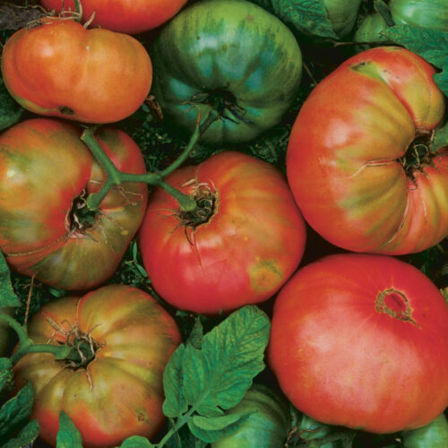 'Brandywine' tomatoes