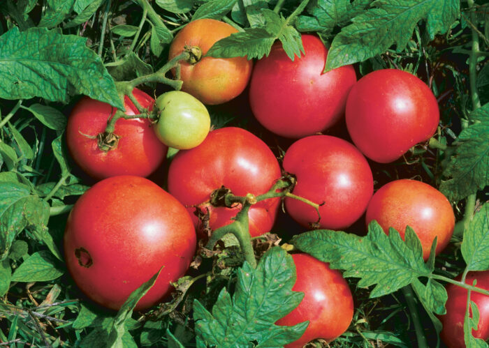 tomatoes, assorted