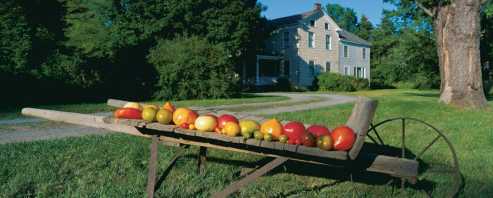 tomatoes on a shelf