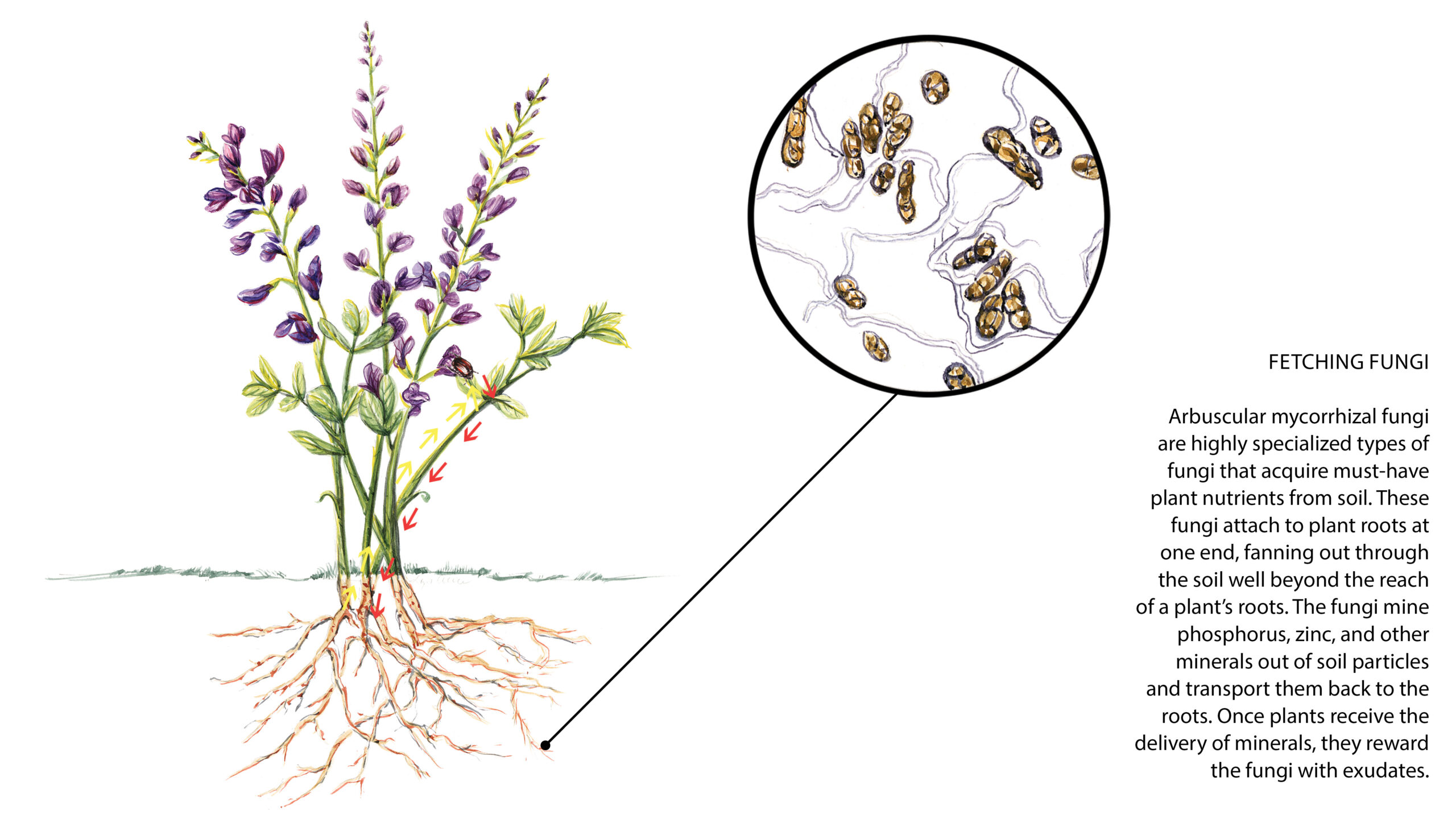 illustration of how fungi feed plant roots