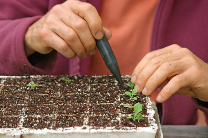 lift one seedling at a time to transplant