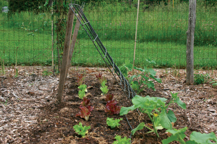 makeshift trellis for ready to climb cucumbers