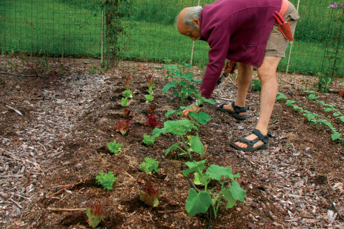 plant lettuce transplants