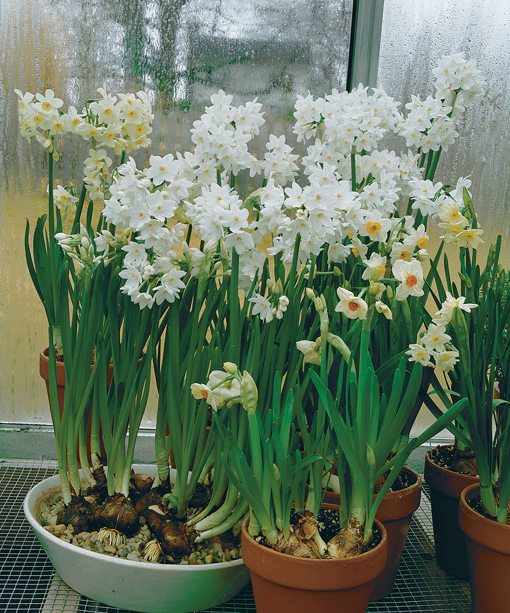 Growing Paperwhite Narcissus Indoors