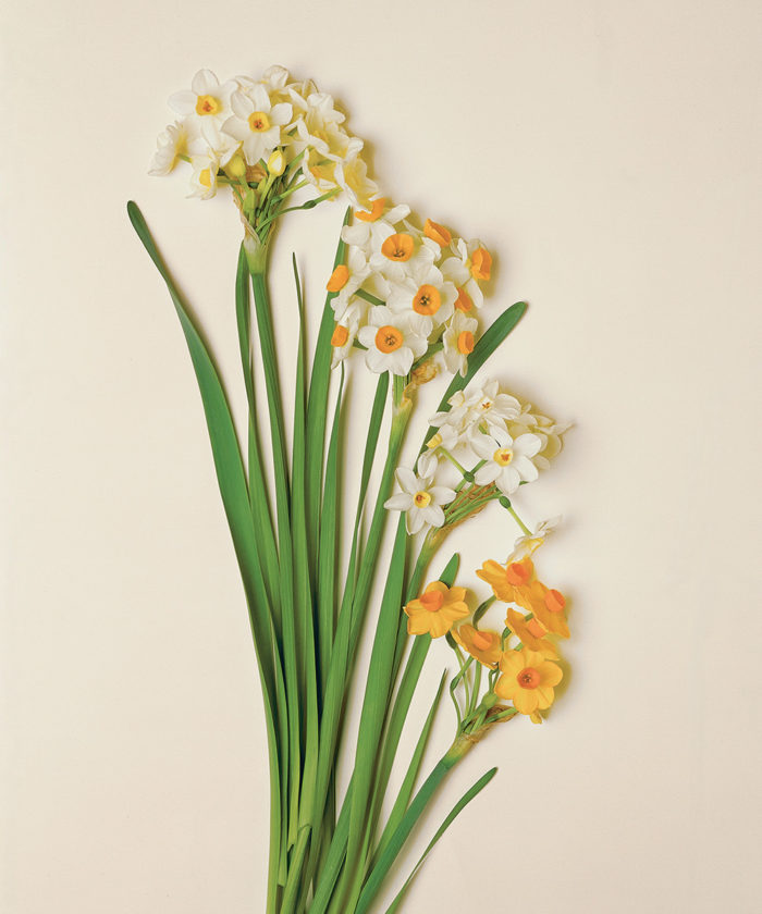 paperwhites