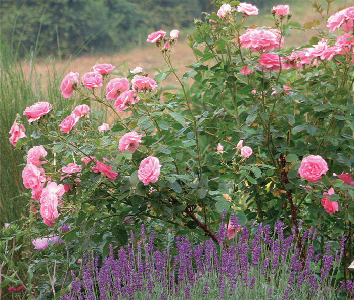 Night Blooming Flowers – Fragrant Flowers that Perfume your Garden!