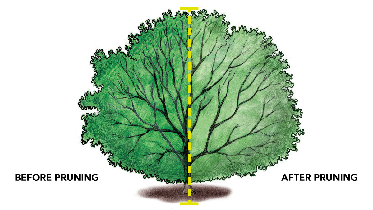 thinning holly illustration