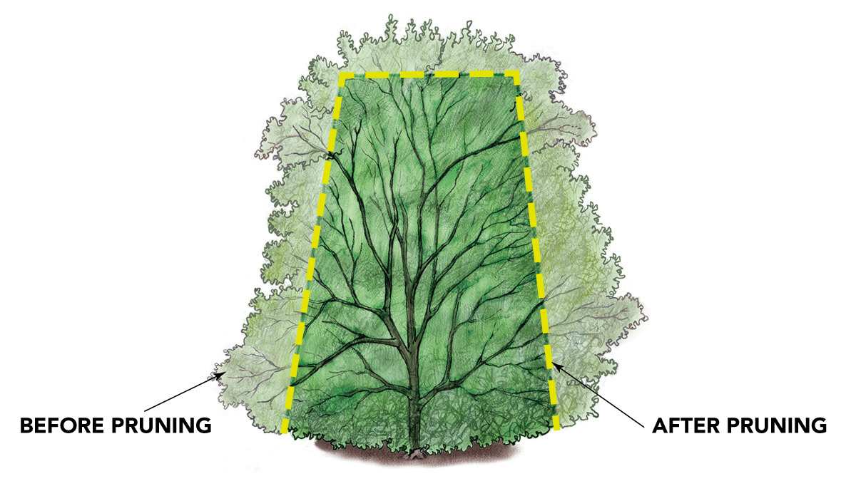 shaping holly illustration