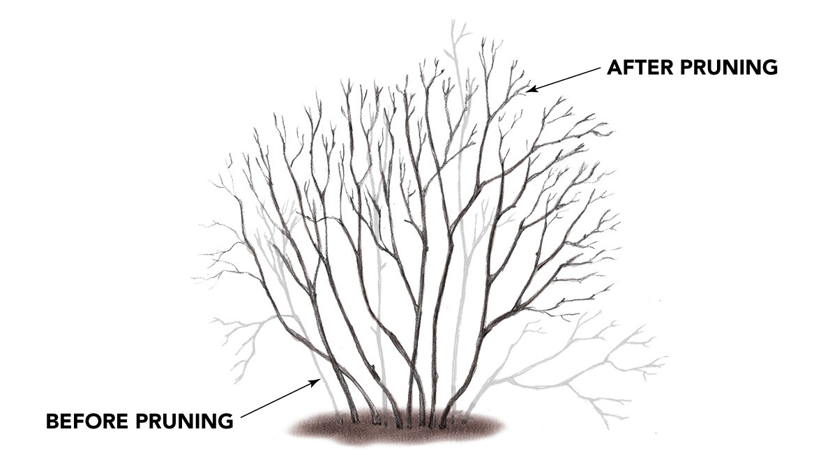 radical holly pruning illustration