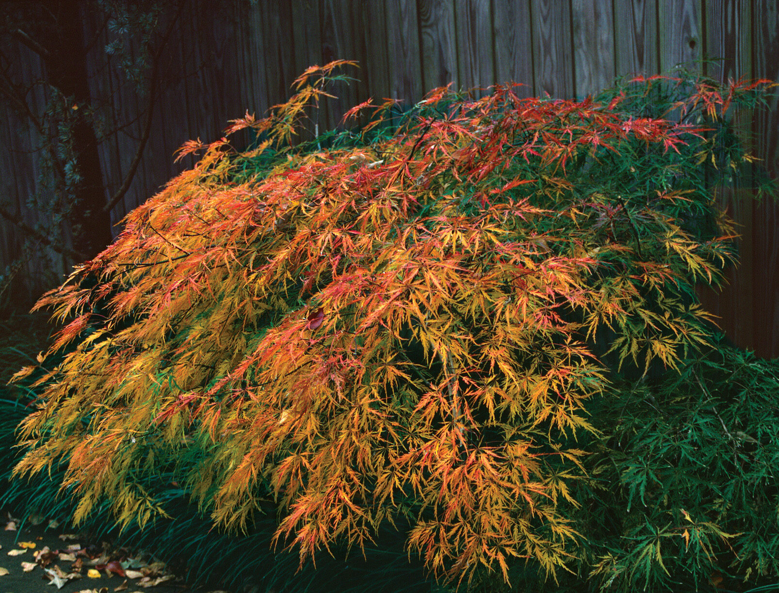 'Waterfall' Japanese maple in autumn