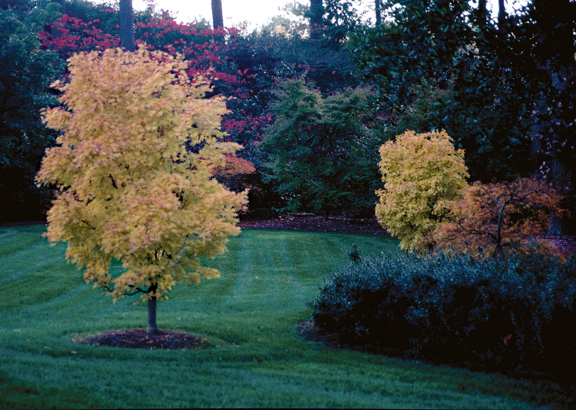 Fall color of ‘Sango kaku’. 