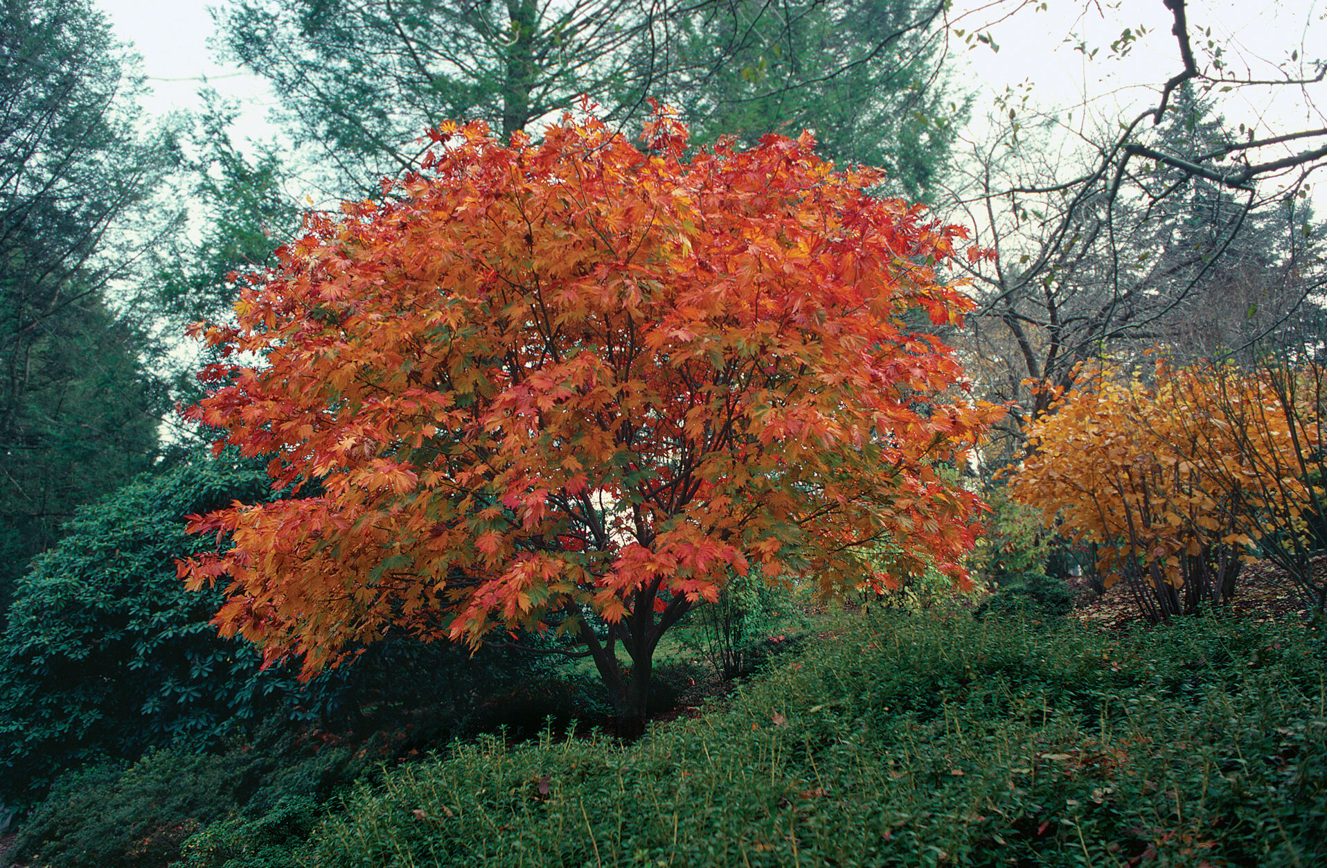 ‘Vitifolium’ in autumn.