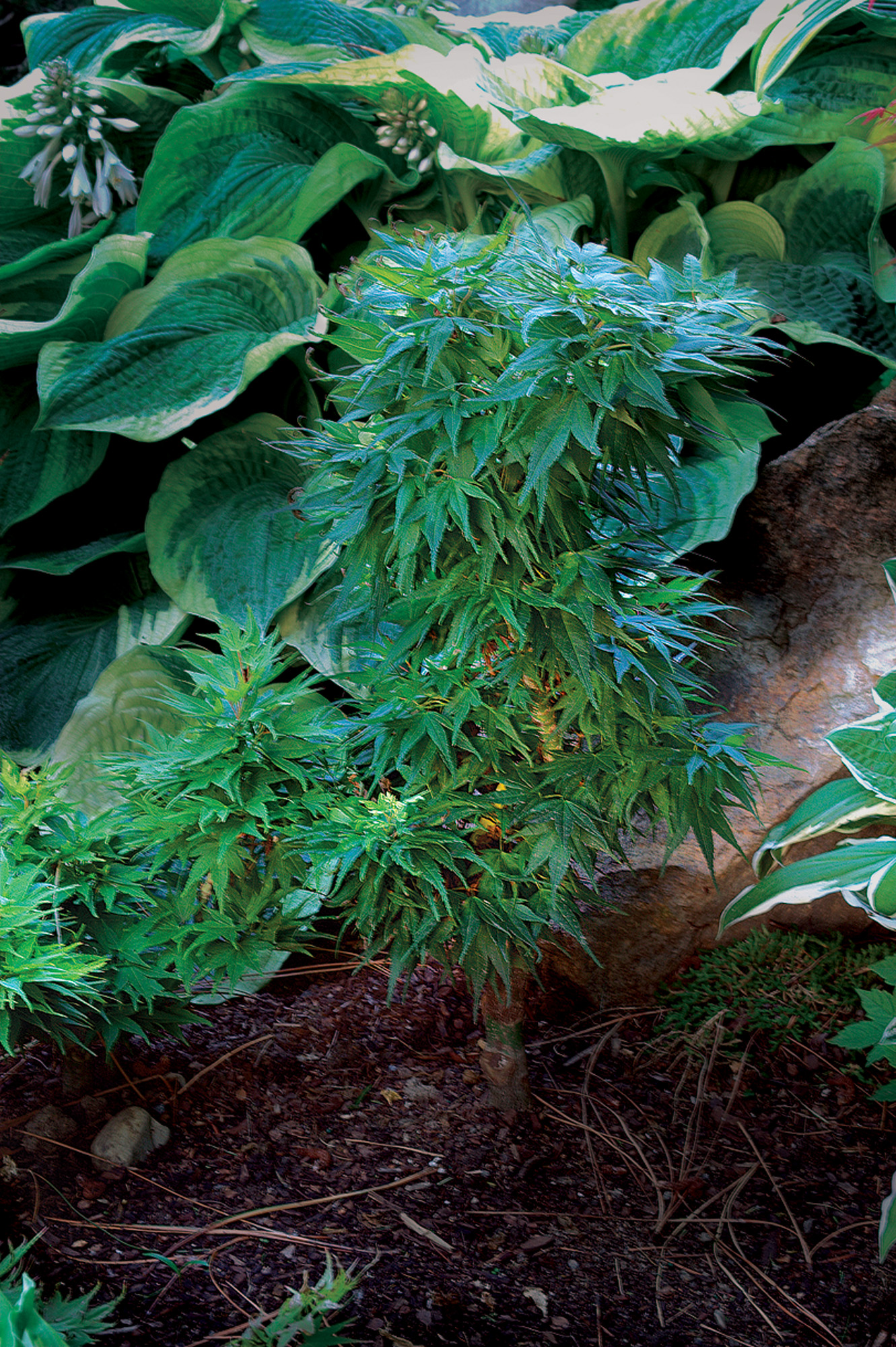 ‘Mikawa yatsubusa’ Japanese maple