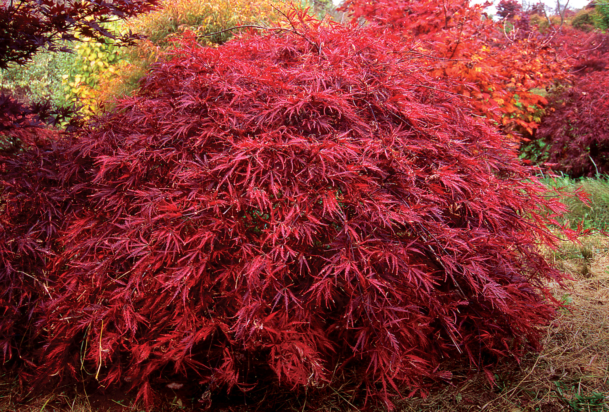 ‘Inaba shidare’ Japanese maple