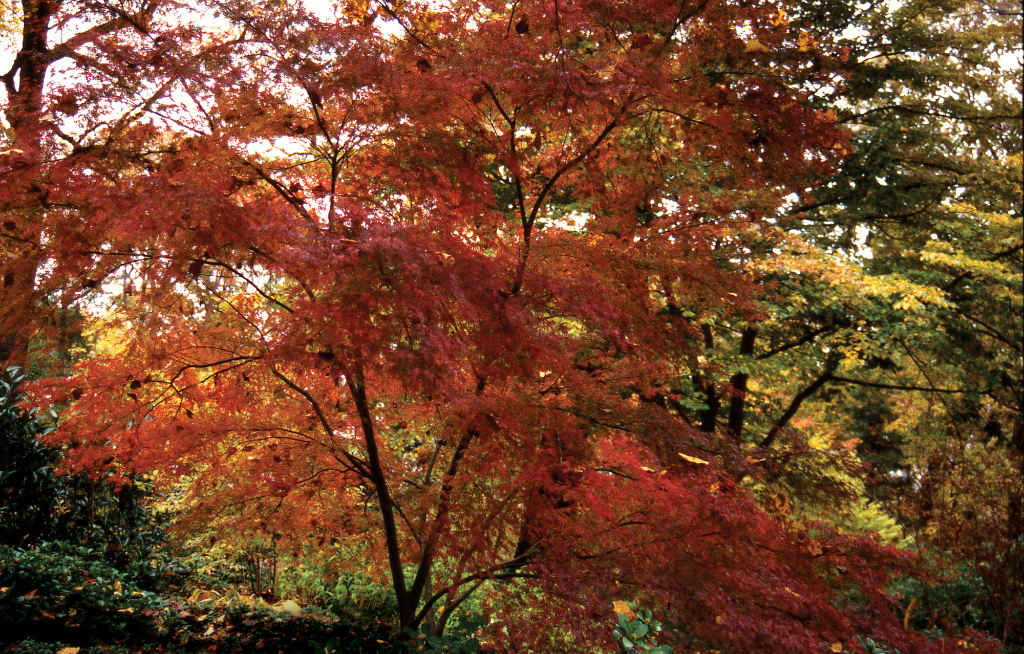 Fall color of ‘Seiryu’.