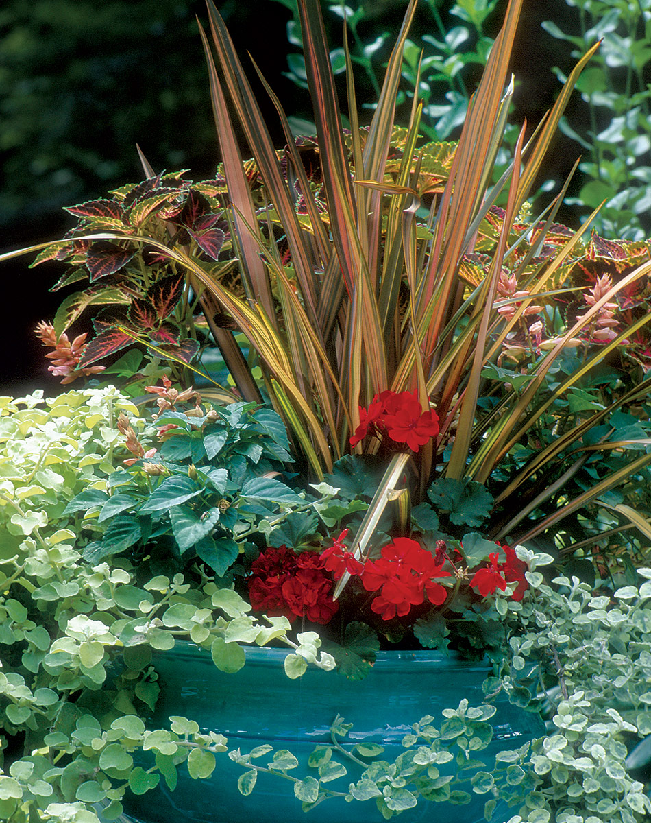 The Secret to Great Garden Containers: Thrillers, Fillers, and Spillers -  FineGardening