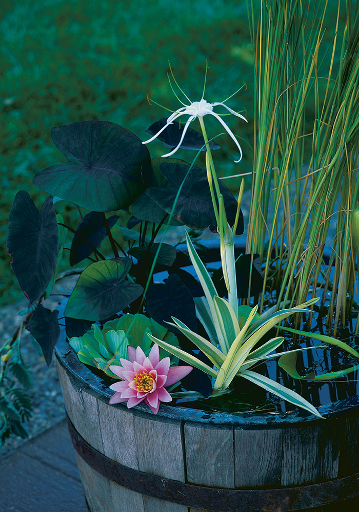 Make a Tiny Water Garden with a Container - FineGardening