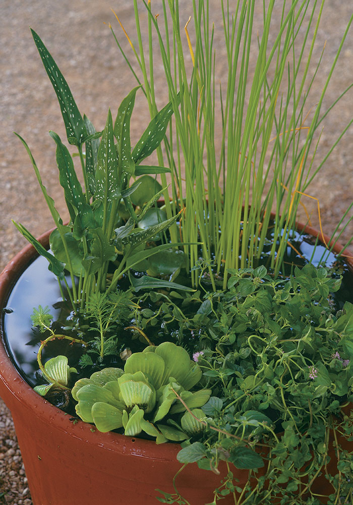 floating aquatic plants in a container