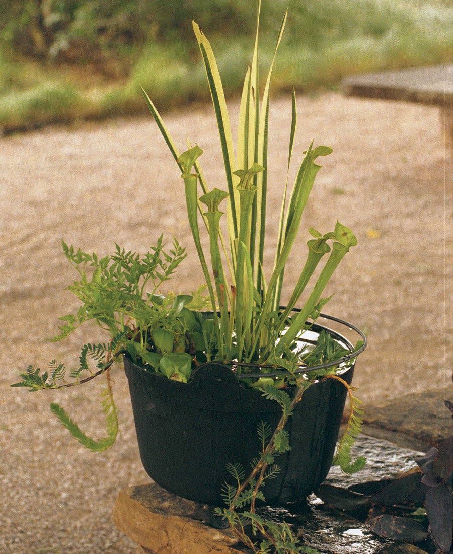 variegated sweet flag and other aquatic plants in a water garden container