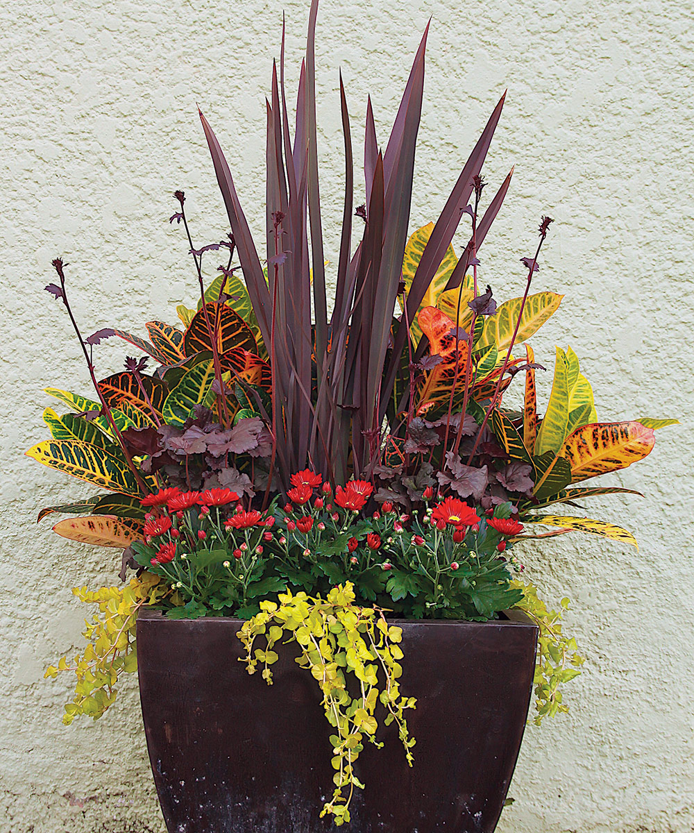 How to Create Beautiful Tropical Planters and Container Gardens