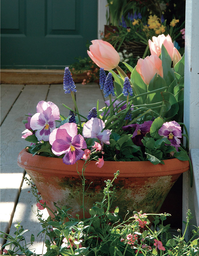 cool-season container with pink, purple, and blue spring flowers