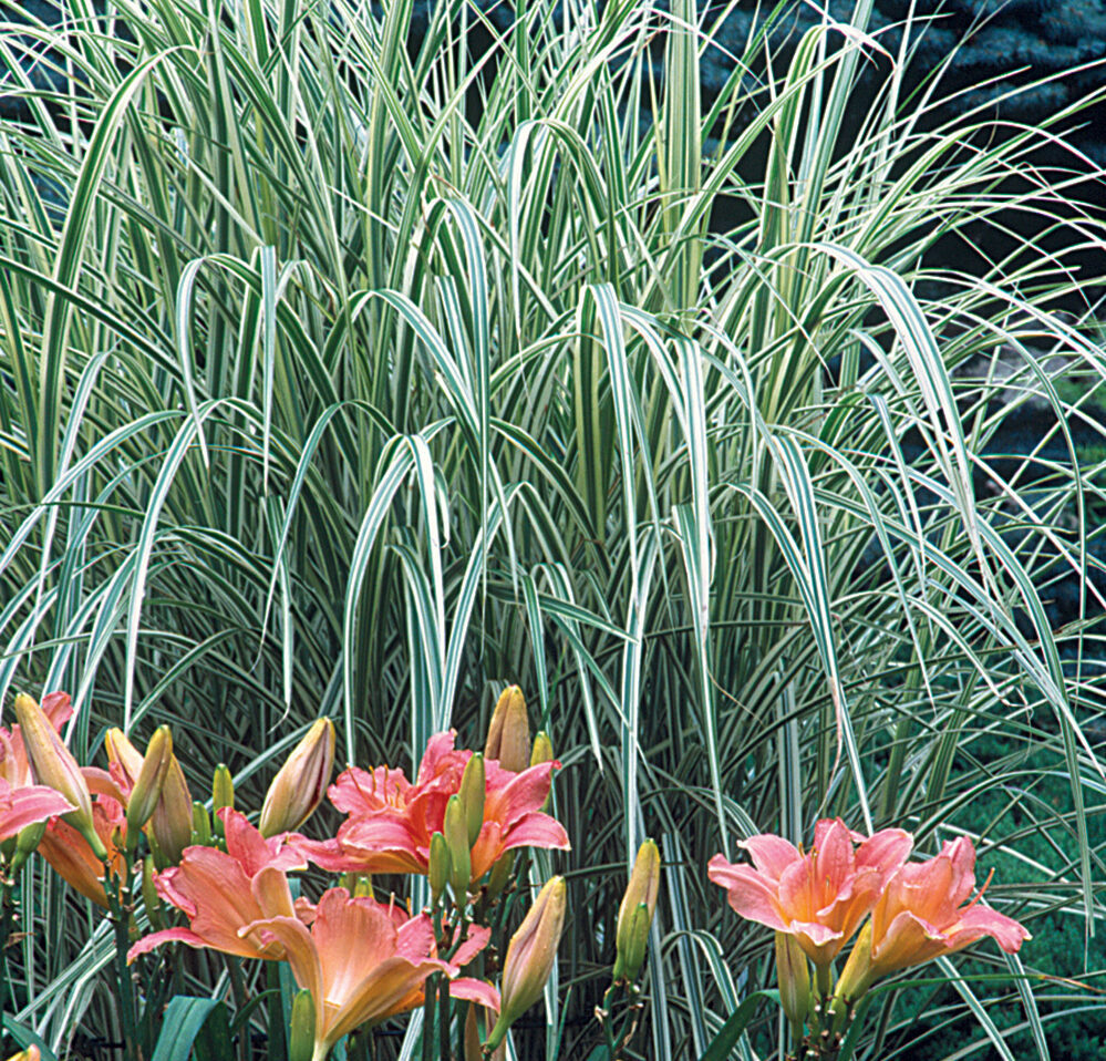 variegated ornamental grass behind pink flowers