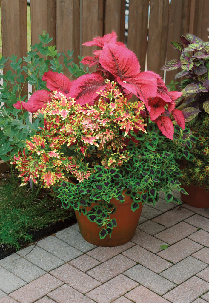 coleus in gardens