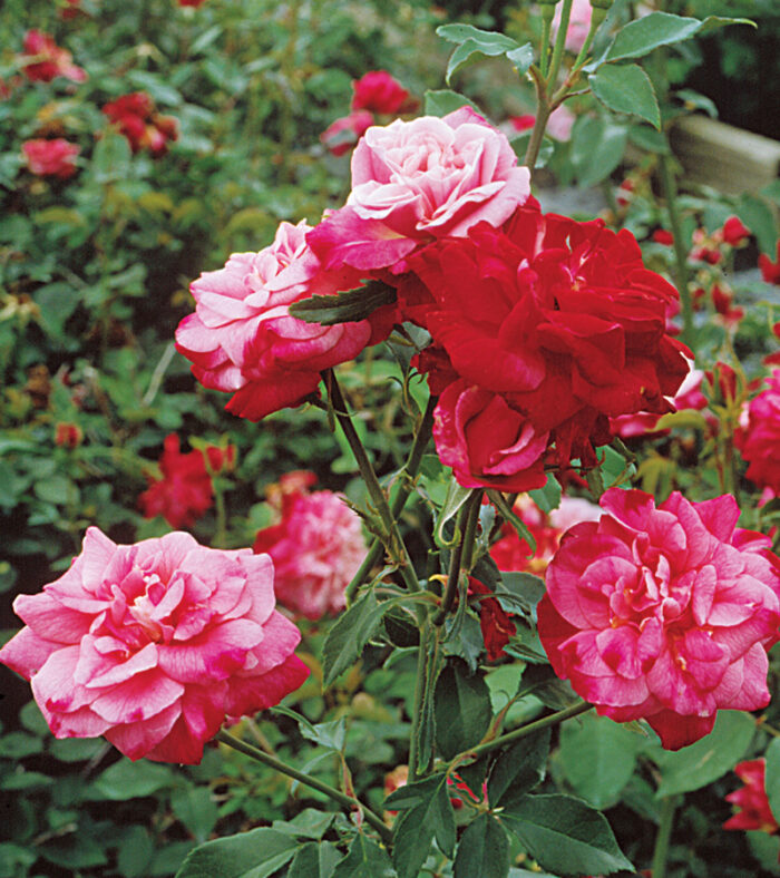 Collector Roses 28 Antique Roses for Specimens, Hedges, Containers, and Climbers - Fine ...