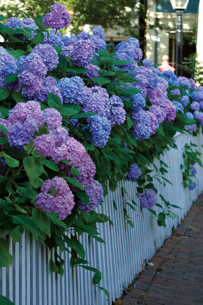 beautiful bigleaf hydangreas hang over a white picket fence