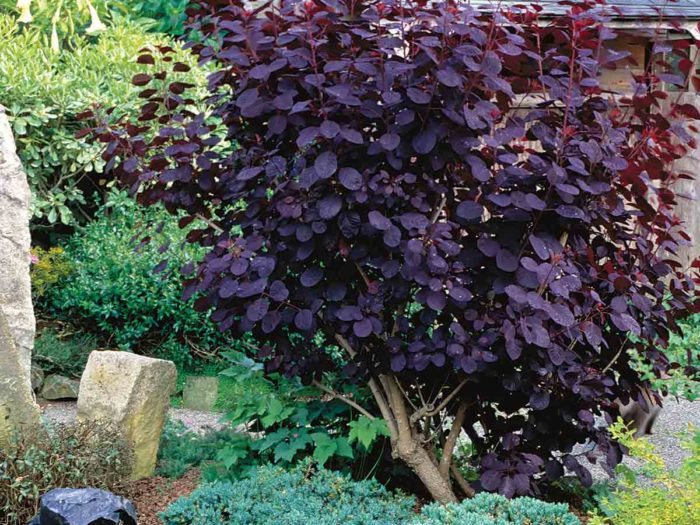 Check Shrubs The Best Shrubs for Your Yard