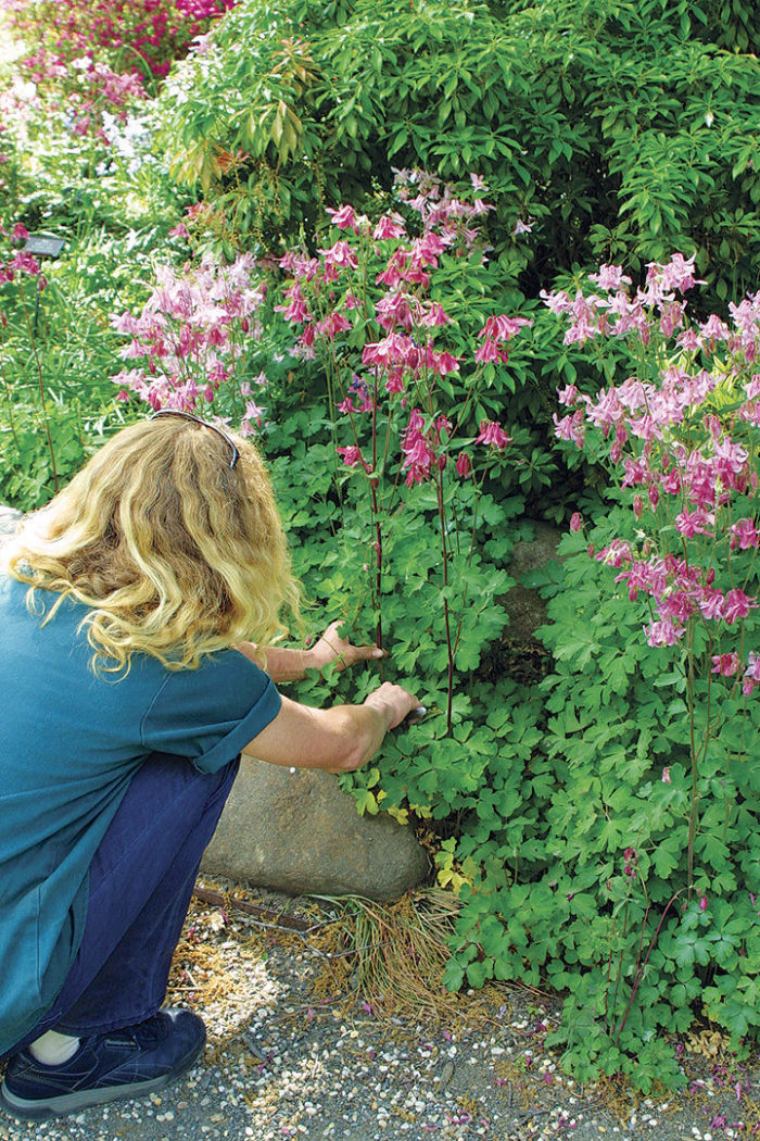 self sowing columbine