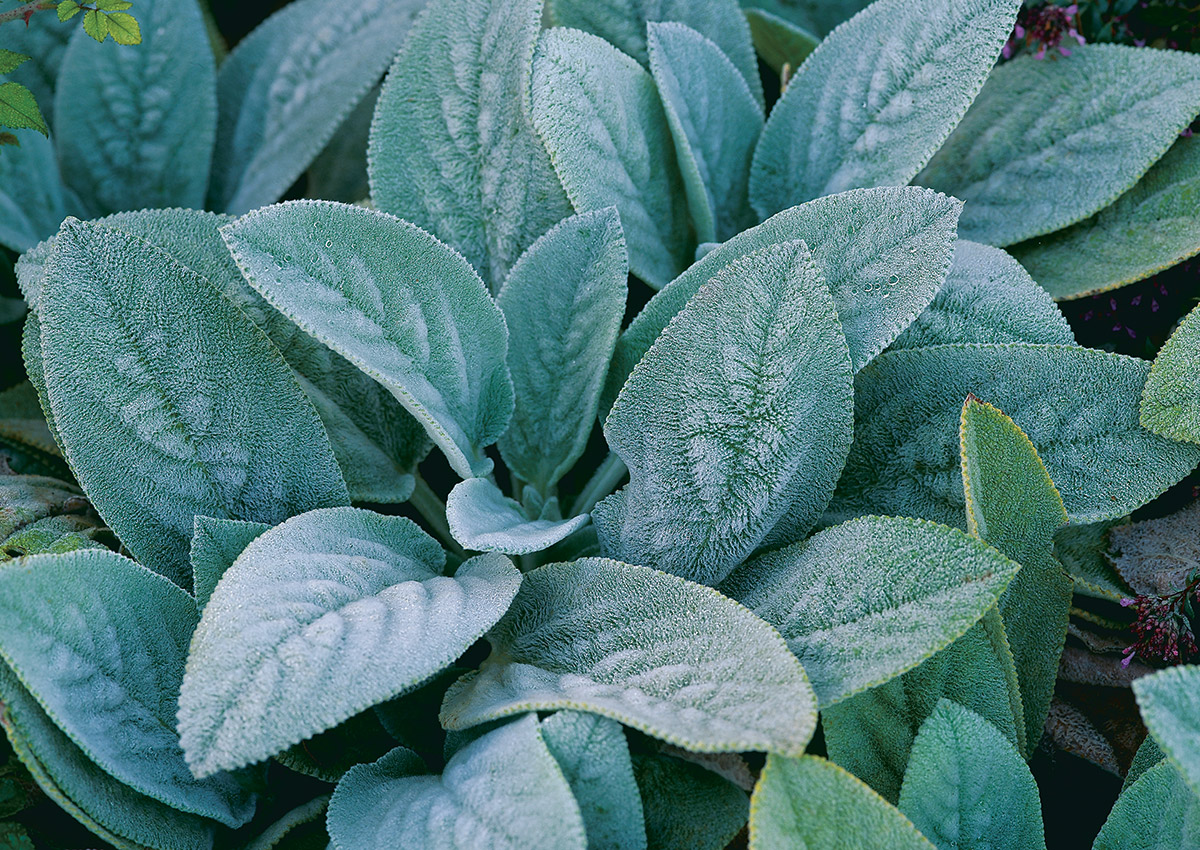 leaves of plants