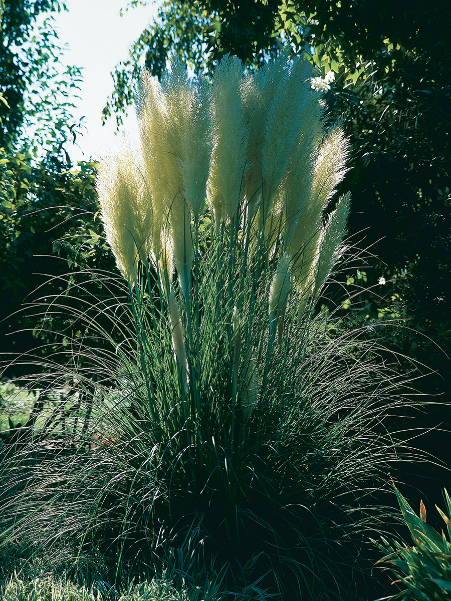 Plants That Are Fuzzy, Prickly and Tickly to Touch - Fine Gardening